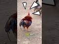 alasan ayam kalo marah bulunya ngangkat!!!‼️🤔
