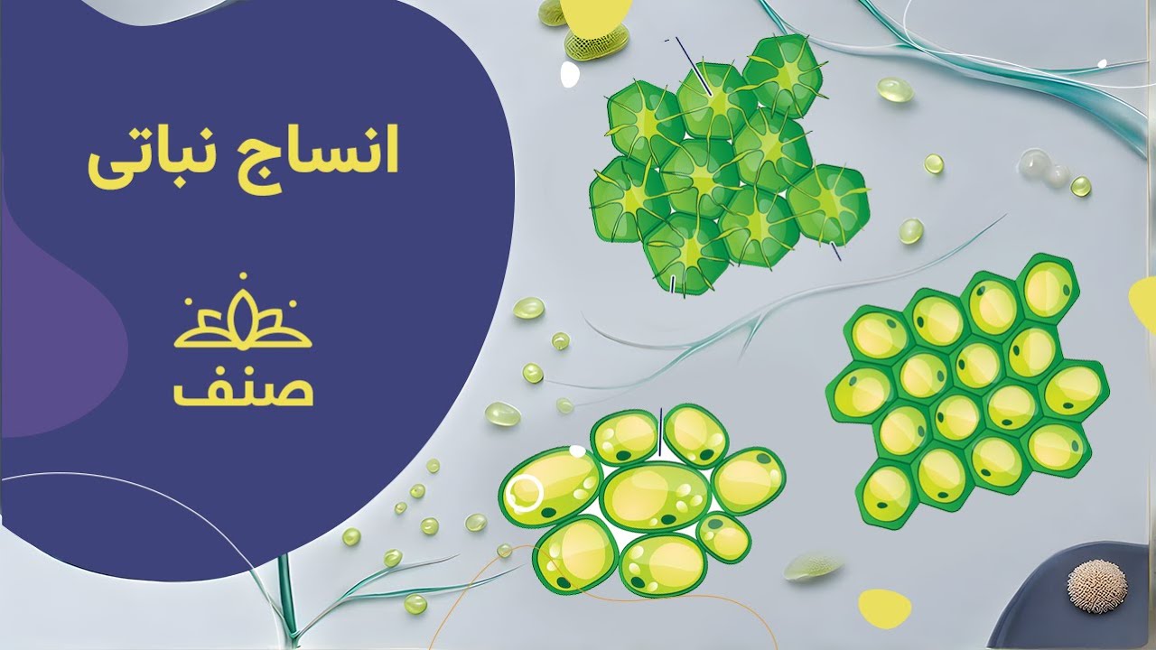 صنف - بیولوژی صنف هفتم - درس ۶: انساج نباتی