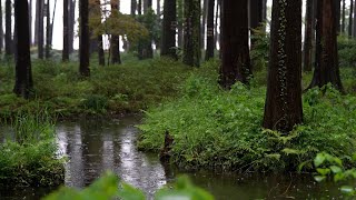 The beautiful forest is raining(139) , sleep, relax, meditate, study, work, ASMR