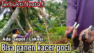 Cara mikat kacer. cukup mp3 dan pulut. bisa bawa pulang banyak BURUNG KACER POCI.
