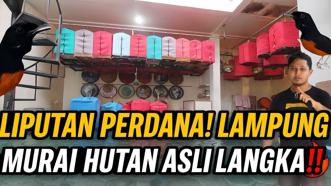 PERDANA‼️ MURAI HUTAN ASLI LAMPUNG🔥 KOLEKSI LANGKA KIOS RUMAHAN SUGIK MURAI