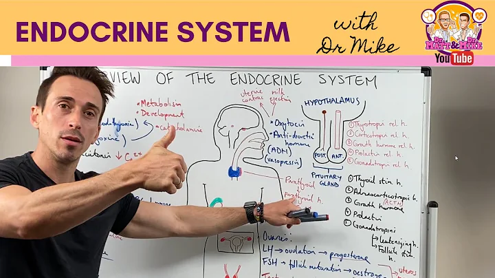 Overview of the Endocrine System - DayDayNews