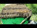 ЛОВЛЯ РОЕВ  Все как у всех Swarming of bees 2017