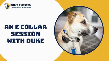 Training a fearful dog - An e collar session with Duke - Dog