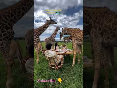 This Is Machame Kilimanjaro Tanzania 2023 Love Africa 2024 Travel