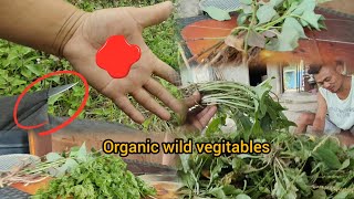Hunting wild vegetables||Anop2 na ahi bou ve😜 ong 😁