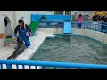 ノシャップ寒流水族館  アザラシshow の動画、YouTube動画。