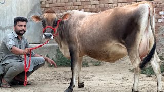 84278-42251, ਜਰਸੀ ਤਾਜੀ ਸੂਨ ਵਾਲੀ ਦੰਦੋਖੀਰੀ ਪਿੰਡ ਸ਼ਹਿਣਾ ਬਰਨਾਲਾ
