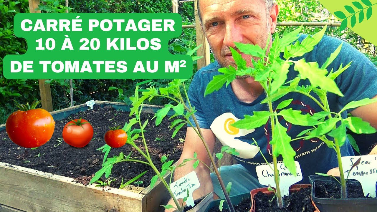 Se puede plantar tomates y pimientos juntos