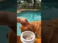 Your dog will love these treats! #dog #dogsoftiktok #dogs