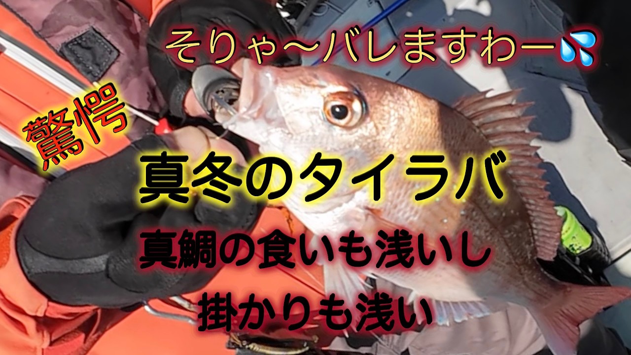驚愕！そりゃーバレますわー真冬のタイラバは真鯛の食いも浅いし掛かりも浅いぞ！