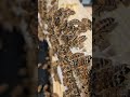 like and Subscribe #beekeeping #honey #farming