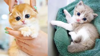 Baby Cats - Cute and Funny Cat Videos Compilation 40 | Aww Animals