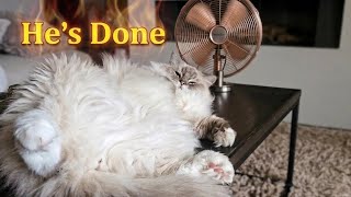 Toby is Officially KNOCKOUT! (Heat Wave Survivor)