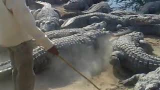 The crocodile men of Pakistan scary by documentaries inc hd 1,342 views 5 years ago 1 minute, 59 seconds