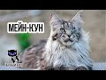 ✔ Мейн-кун - большой домашний кот с кисточками на ушах