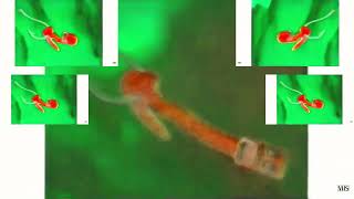 Dreamworks Animation Skg Shark Tale Variant In The Real G-Major 2115 Has A Sparta Gamma Remix