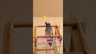 絶対に集中できない筋トレ5選（犯人：インコ）#ヨウム  #インコ  #面白い #癒し#parrot #筋トレ #おしゃべり