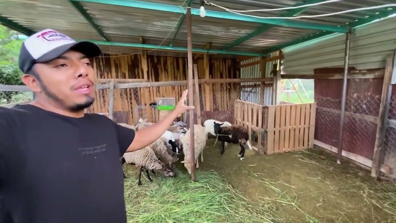 Como hacemos un CORRAL con TARIMAS o pallets!