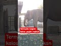 Ternyata begini cara makannya #tamanmargasatwaragunan