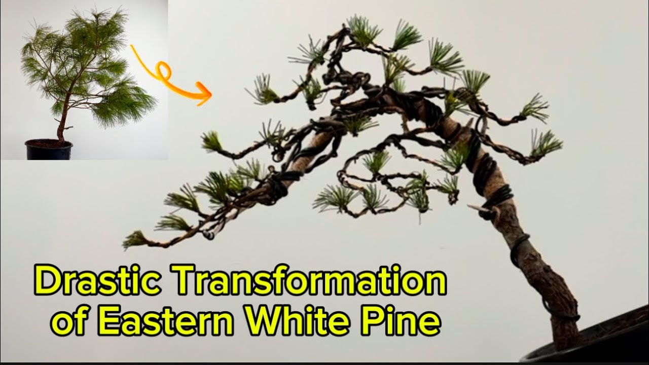 How to shorten pine needles in bonsai styling?