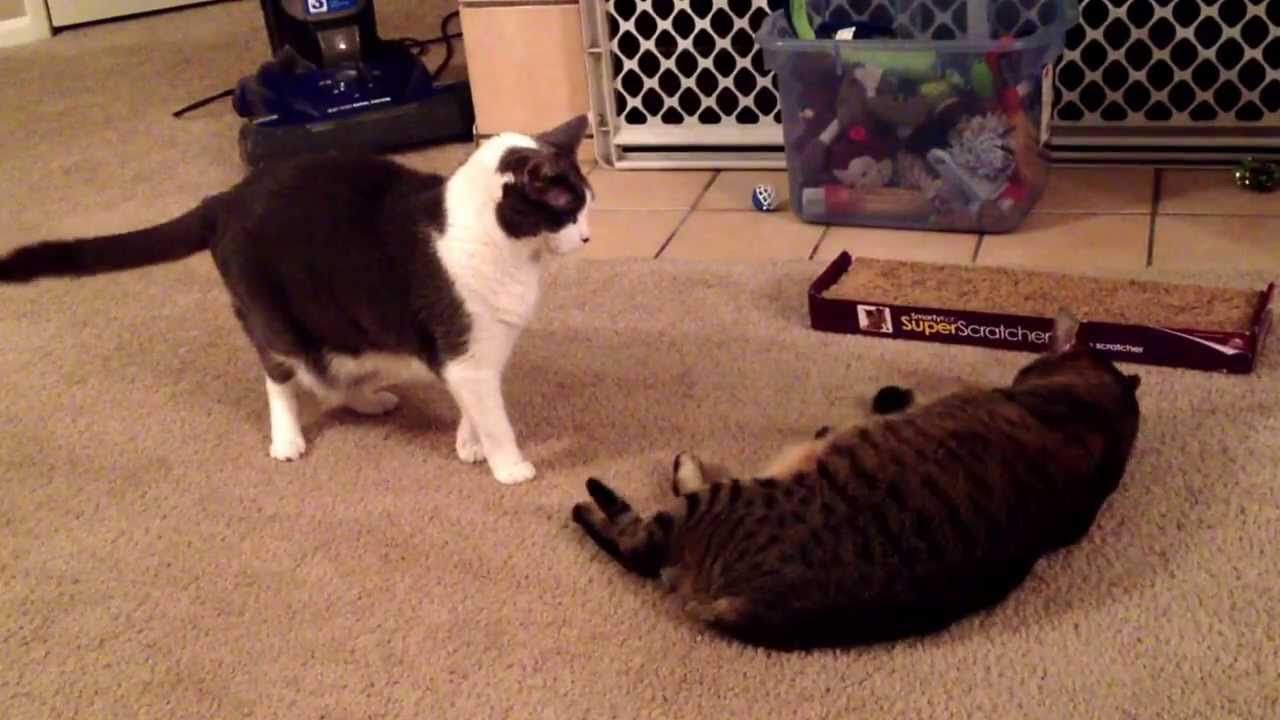 My two cats playing ruff with each other. - YouTube