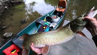 Musky May Mania - Three Topwater Misses & Caught Two River Monsters