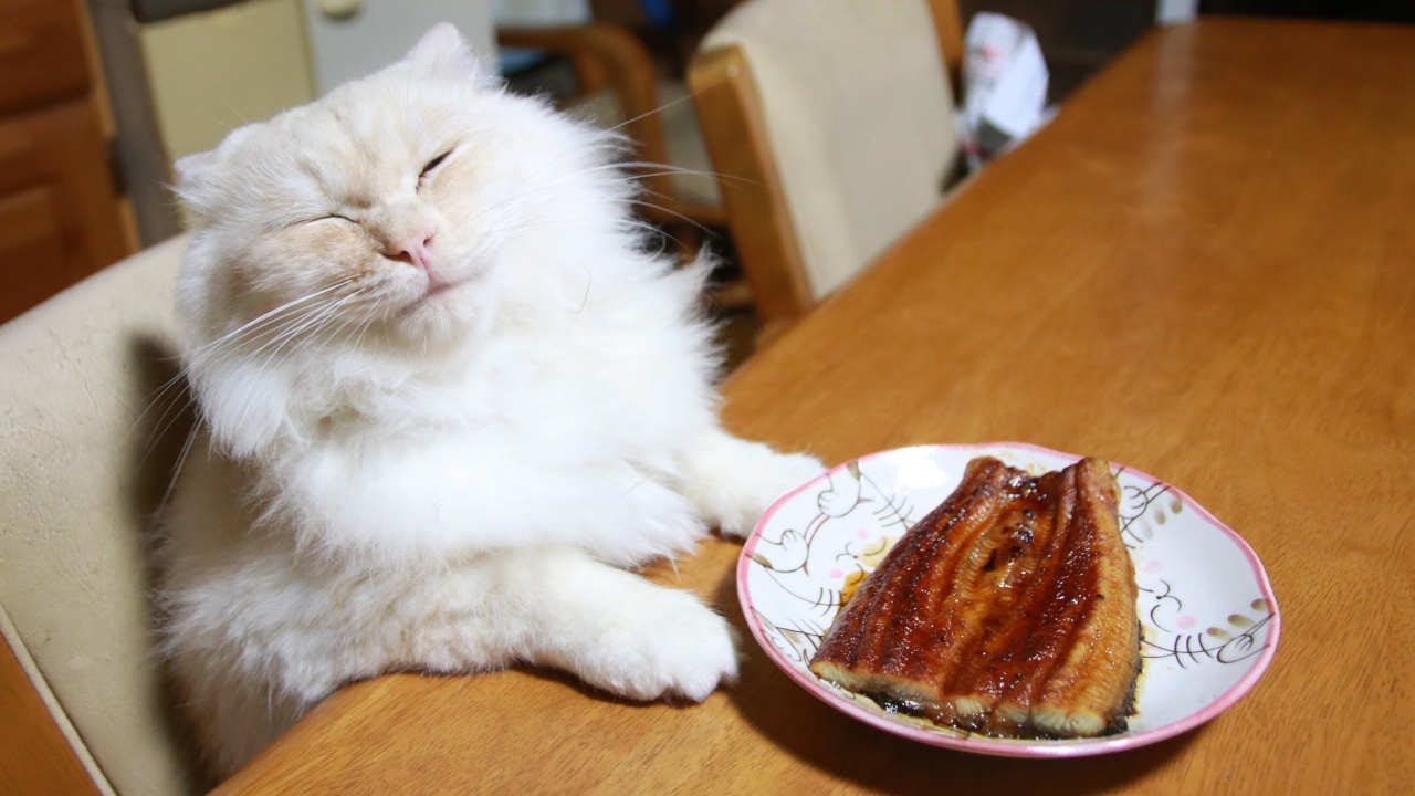 土用 丑の日 テーブルの上のうなぎの蒲焼と猫たち 210728 - YouTube