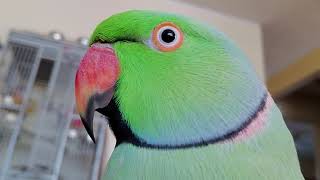Indian Ringneck Parrot  talking