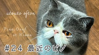 最近のピノ  #エキゾチックショートヘア #猫 #cat #exotic shorthair by うとうとおふとん 936 views 10 months ago 4 minutes