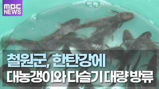 철원군, 한탄강에 대농갱이와 다슬기 대량 방류