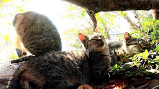 何世代もの野良猫達が一緒に日向ぼっこする光景にホッコリさせられる