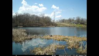 Nesting Goose Timelapse
