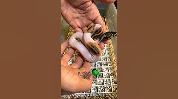 The snakes are out! #molinarosnakelab #shorts #ballpython #piedballpython #royalpython #reptiles