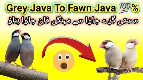 Java Sparrow ke sasti Pairing se Fawn Java Produce Karen | How to Produce Fawn Java Finch🐦🤔