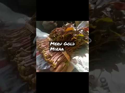 MERU GOLD Miraa Africa Kenya Meru Village Villagelife Shorts Youtubeshorts Farming