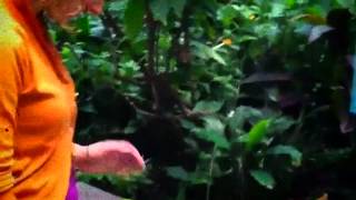 Erflies Are Free Cast