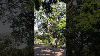 burung di taman suropati