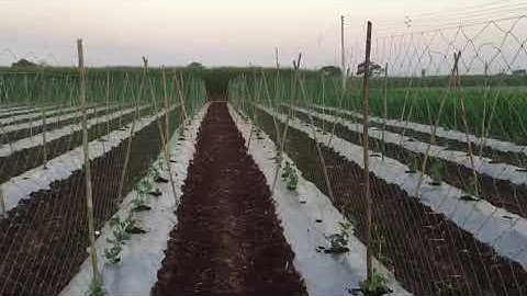 Agririse CROP SUPPORT NET @350