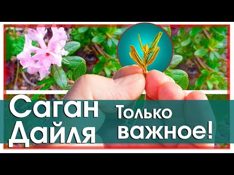 Саган Дайля (саган дали).