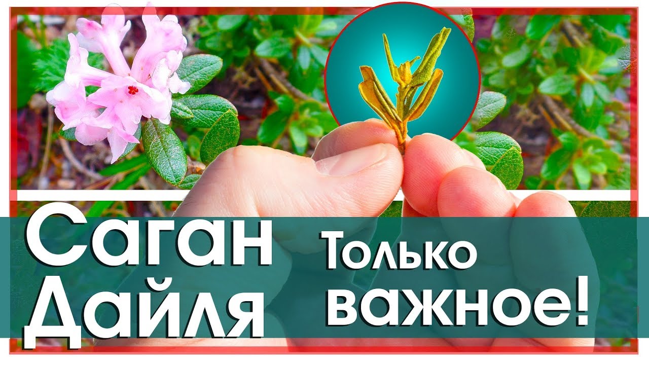 Саган Дайля (саган дали).