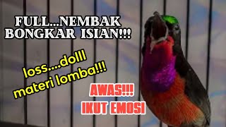 Masteran Konin Gacor  Nembak Materi Lomba