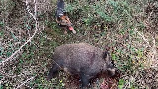佐賀の猪猟100kg級雄捕獲