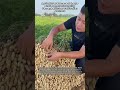 Agricultural Success In Large Scale Peanut Harvesting Through Efficient Cultivation Methods