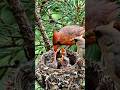hungry birds #hungrybirds