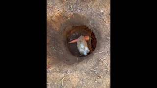 Cute rabbit eating carrots