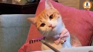 I Rescued an Injured Kitten at a Skatepark — And He Changed Everything I Thought I Knew About Cats
