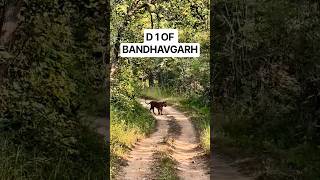 HUGE Male Tiger 😳 ,D1-The Handsome Hunk of Bandhavgarh#shorts#shortsfeed#ytshorts