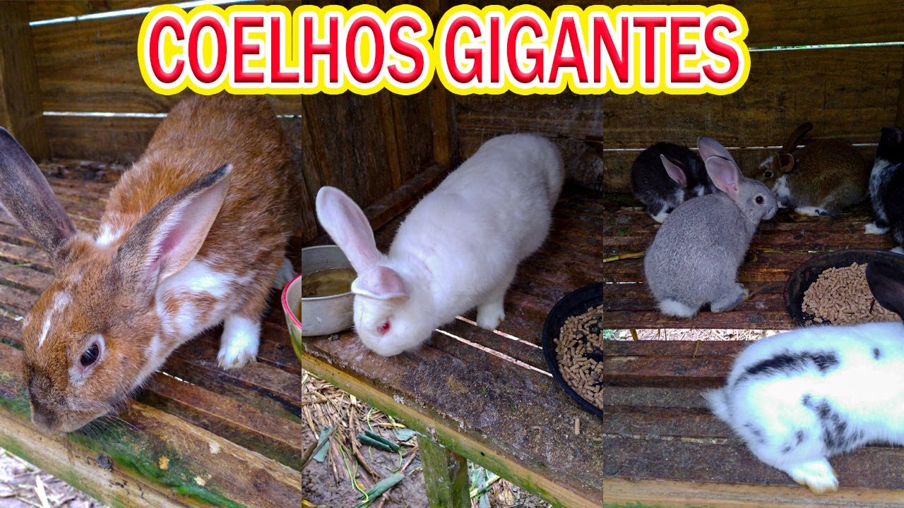 CRIAÇÃO DE COELHO GIGANTE CRIOULO - NOSSA CRIAÇÃO DE COELHOS / Mini Sítio