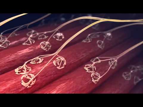 Spinal Muskular Atrofi Nedir? , Sma Hastalığı Nedi